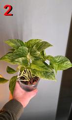 Epipremnum pinnatum 'Marble Queen', Ophalen of Verzenden, Halfschaduw, Minder dan 100 cm