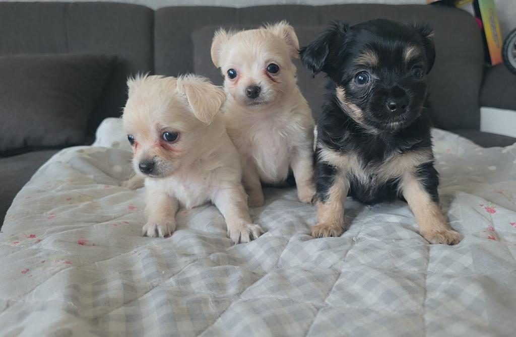 Prachtige chihuahua pups, 8 tot 15 weken, Parvo, Meerdere, Meerdere dieren