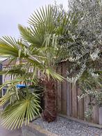 2 mooie palmbomen, Tuin en Terras, Planten | Tuinplanten, Volle zon, Vaste plant, Bloeit niet, Ophalen