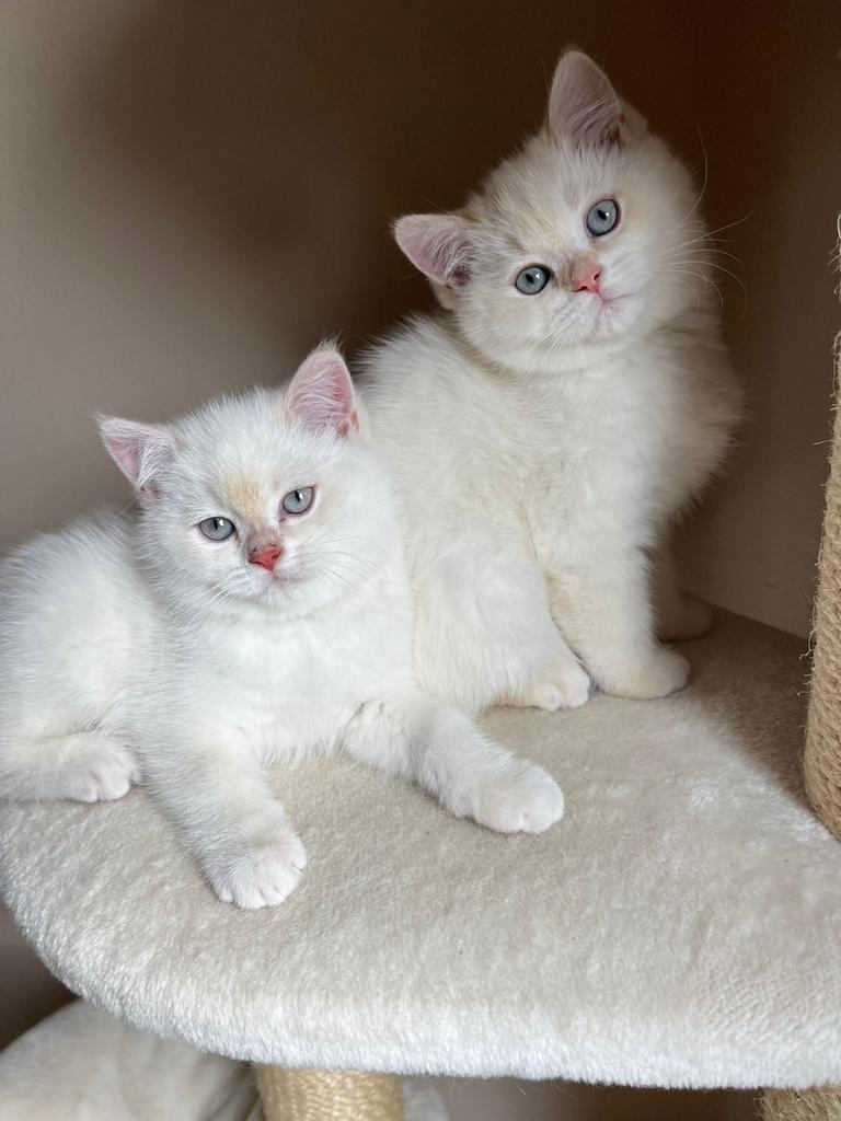 BRITSE KORTHAAR KITTENS REDPOINT, Kater, Ingeënt, 0 tot 2 jaar