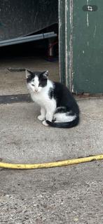 Boerderij kittens, Meerdere dieren, Kortharig, 0 tot 2 jaar