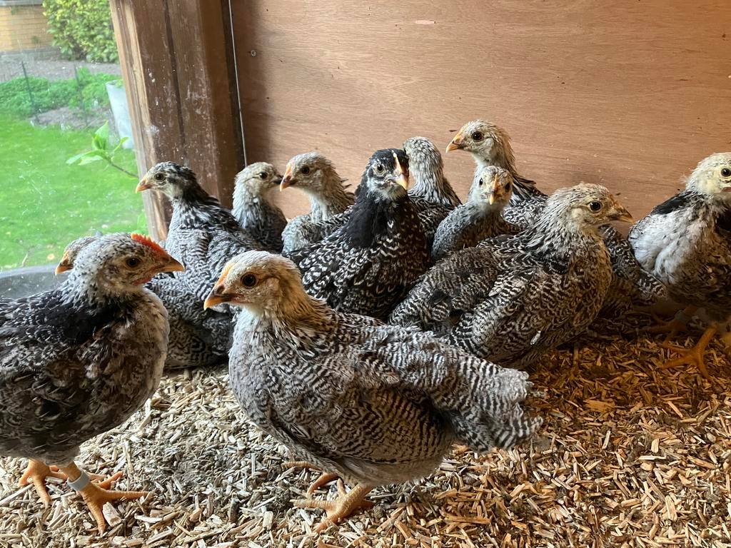 Jonge barnevelder krielkippen, Vrouwelijk, Kip