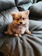 Pomperiaan  dwergkees pup, Parvo, Overige rassen, 8 tot 15 weken, Meerdere