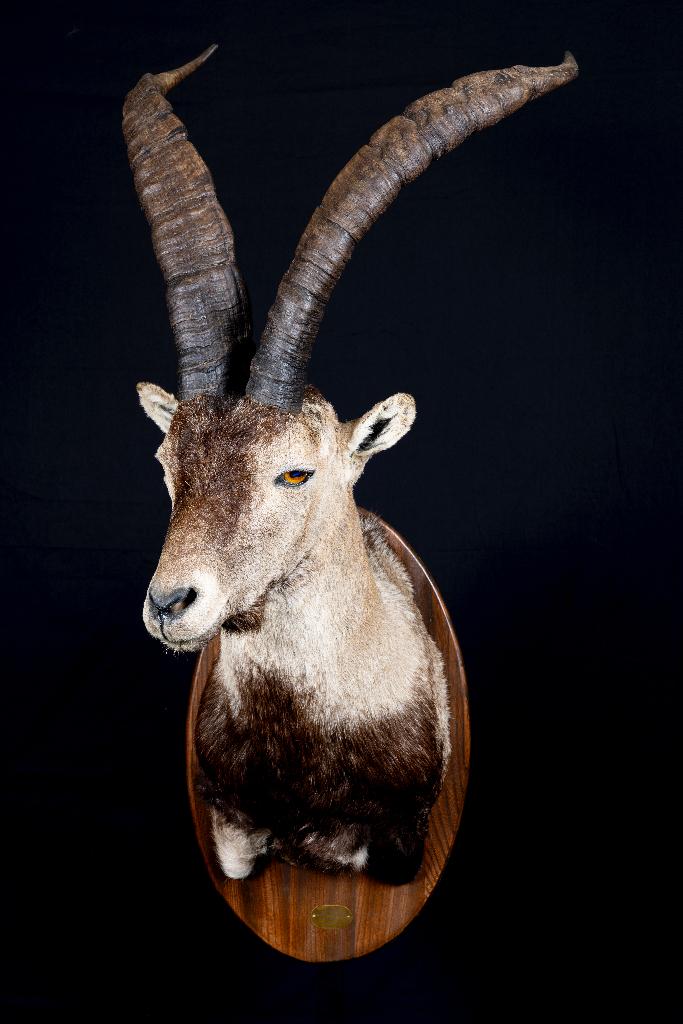 Gredos steenbok taxidermie, Ophalen of Verzenden, Zo goed als nieuw, Overige soorten, Opgezet dier
