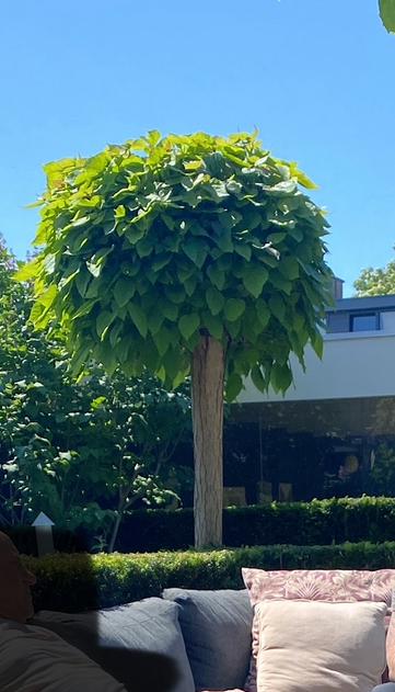Bolcatalpa, Tuin en Terras, Planten | Bomen, Ophalen, Volle zon, Overige soorten