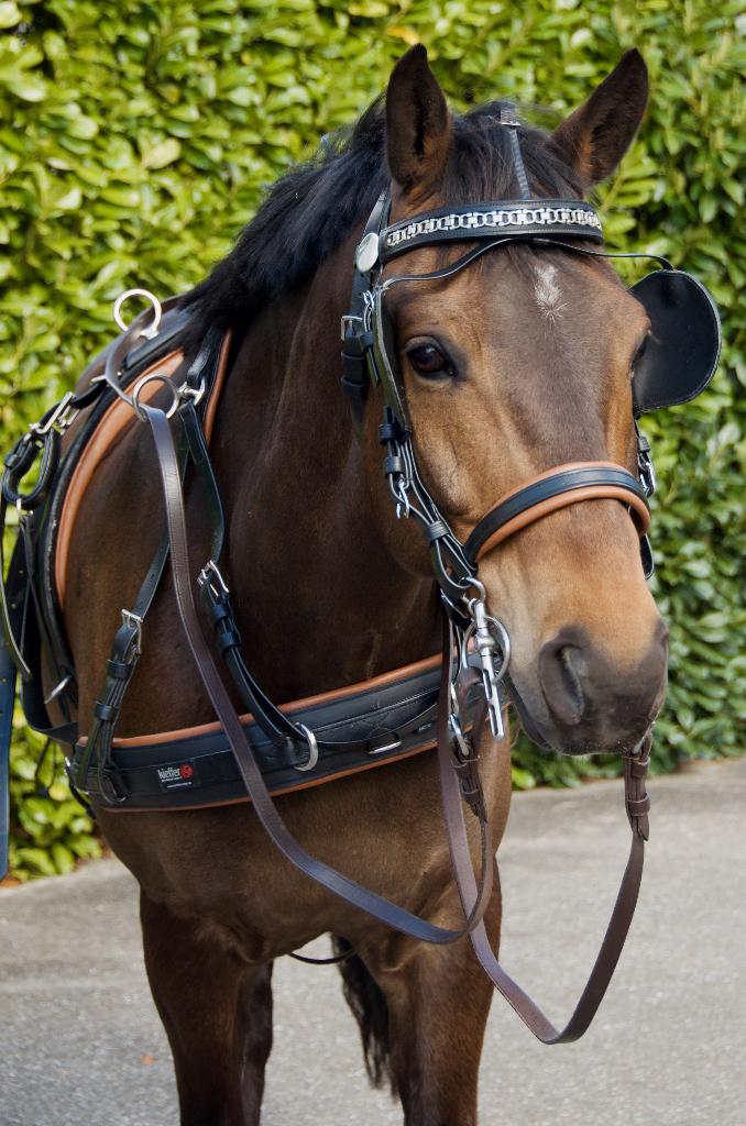 Mentuig Kieffer enkelspan kunststof, Gebruikt, Overige typen, Paard of Pony