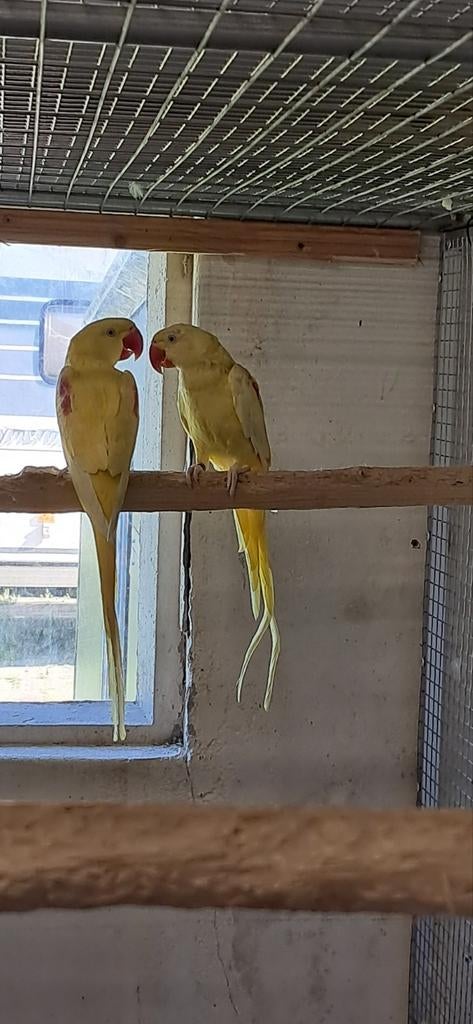 Koppel Lutino Alexanders 2025, Meerdere dieren, Parkiet, Geringd