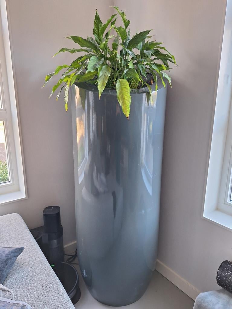 Luxe Grote Cilindrische Plantenbak met Lepelplant, Ophalen