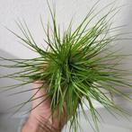 Tillandsia stricta clump / luchtplantje, Huis en Inrichting, Kamerplanten, Ophalen of Verzenden, Halfschaduw, Minder dan 100 cm