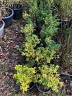 Ilex struik , diverse stuks , staan in de kuip dus kan zo me, Tuin en Terras, Ophalen, Overige soorten, Struik, Minder dan 100 cm