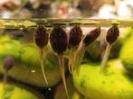 Te koop: kikkervisjes epipedobates tricolor, Dieren en Toebehoren, Reptielen en Amfibieën, 0 tot 2 jaar