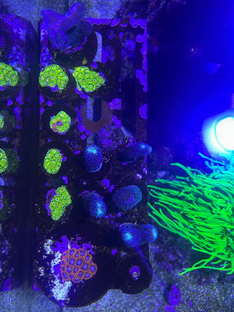 Zoanthus, Dieren en Toebehoren, Ophalen, Gevuld zeewateraquarium