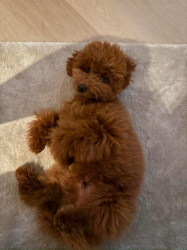 Toypoedel 6 maanden, Dieren en Toebehoren, Honden | Chihuahua's en Gezelschapshonden, Reu, Poedel, Particulier, Eén hond, Nederland