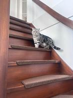 Twee Britse korthaar silver tabby, Meerdere dieren, Gechipt