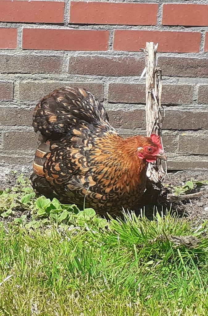 Broedeieren Cochin Kriel Goud zwart Gezoomd, Geslacht onbekend, Kip