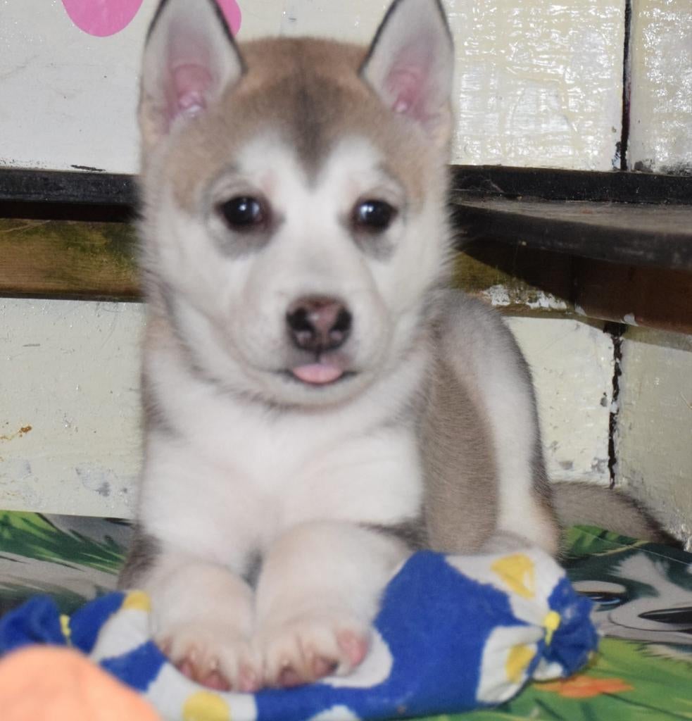 Husky pups   15-03-2026 geboren, Parvo, 8 tot 15 weken, Poolhond, Meerdere