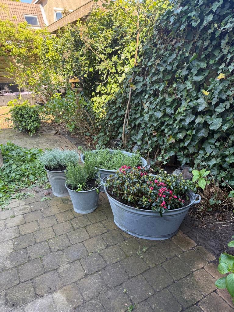Gezocht: Zinken teilen, wasbakken, emmers voor planten, Tuin en Terras, Bloembakken en Plantenbakken, Gebruikt, Overige materialen