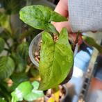 Syngonium mottled mojito, Amfibie, 0 tot 2 jaar