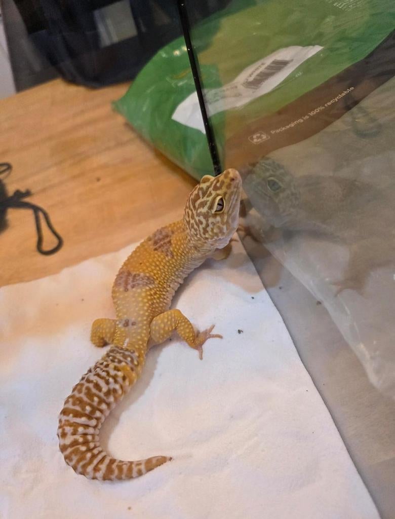 Luipaardgekko Gaint (Eublepharis macularius Gaint) Leopard Gecko - female for sale from M/E V