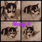 Husky,s pups nog 2 teefjes beschikbaar  een lichte en een do, 8 tot 15 weken, Meerdere, Meerdere dieren, Nederland