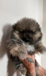 Zeer mooie pomeriaan teefje, Dieren en Toebehoren, Overige rassen, 8 tot 15 weken, Teef, Parvo