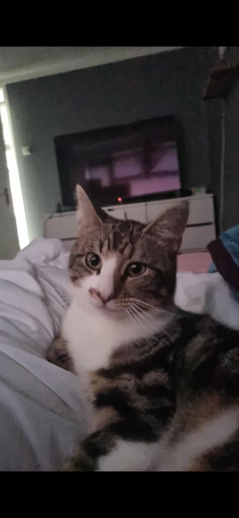 Kitten kater 9 maanden, Dieren en Toebehoren, Kater, Ontwormd, 0 tot 2 jaar