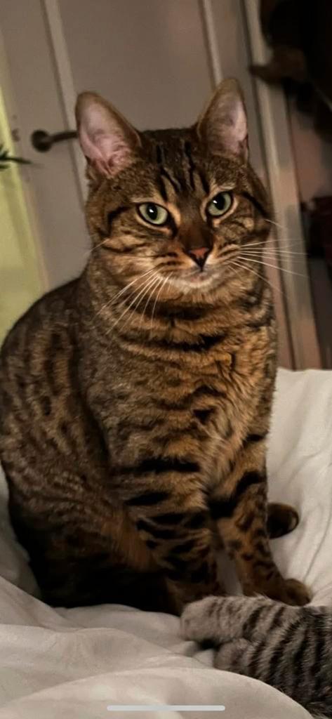 Herplaatsing bengaal poes, Dieren en Toebehoren, Katten en Kittens | Raskatten | Korthaar, Poes, 3 tot 5 jaar, Met stamboom, Gechipt