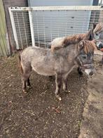 2 ponys blauwschimmel 1 jaar en half jaar oud, Dieren en Toebehoren, Paarden, Merrie, Recreatiepaard, Gechipt, 0 tot 2 jaar
