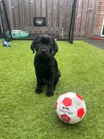Labrador/stafford pup 12 weken, Dieren en Toebehoren, Honden | Niet-rashonden, Reu, 8 tot 15 weken, Parvo, Eén hond