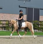 knappe 3 jarige palomino, Dieren en Toebehoren, Pony's, Merrie, B, Dressuurpony, 3 tot 6 jaar