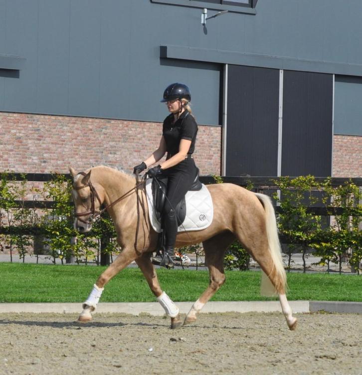 knappe 3.5 jarige palomino nrps pony, Dieren en Toebehoren, Pony's, Merrie, B, D pony (1.37m tot 1.48m), Dressuurpony, 3 tot 6 jaar