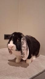 Mooie franse hangoor konijn ram, Mannelijk, Groot, Hangoor