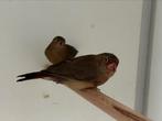 Vuurvink - lagonosticta senegala, Meerdere dieren, Tropenvogel, Geringd