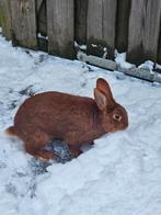 Thrianta konijn, Dieren en Toebehoren, Konijnen, Mannelijk, Middelgroot, Hangoor, 0 tot 2 jaar