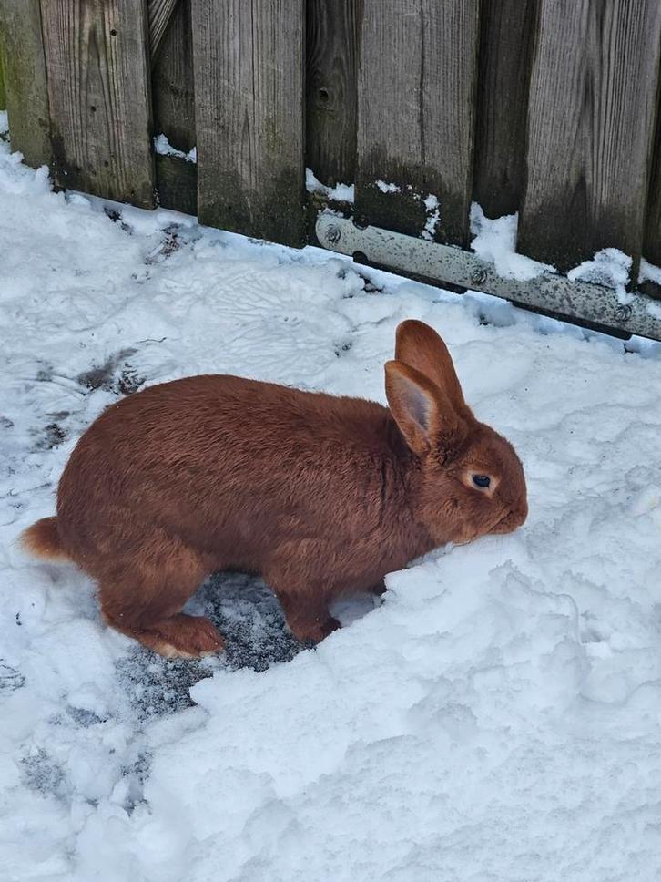 Thrianta konijn, Dieren en Toebehoren, Konijnen, Middelgroot, Mannelijk, 0 tot 2 jaar, Hangoor