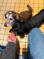 Honden uitlater gezocht, Diensten en Vakmensen, Uitlaatservice