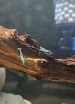 Blue Jelly Garnalen - Neocaridina, Kreeft, Krab of Garnaal, Zoetwatervis