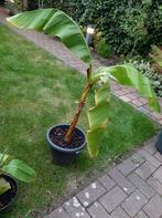 Bananenplant in pot, Tuin en Terras, Planten | Tuinplanten, Ophalen, Volle zon, Vaste plant, Bloeit niet