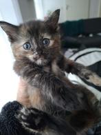 Onze lieve kitten zoeken een nieuw huis, Dieren en Toebehoren, Meerdere dieren