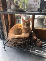 Rode kater, Kater
