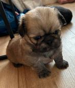 Pekingees pups, 8 tot 15 weken, CDV (hondenziekte), Meerdere, Meerdere dieren