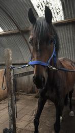 Stalling gezocht, Dieren en Toebehoren, Stalling en Weidegang, Stalling, 1 paard of pony