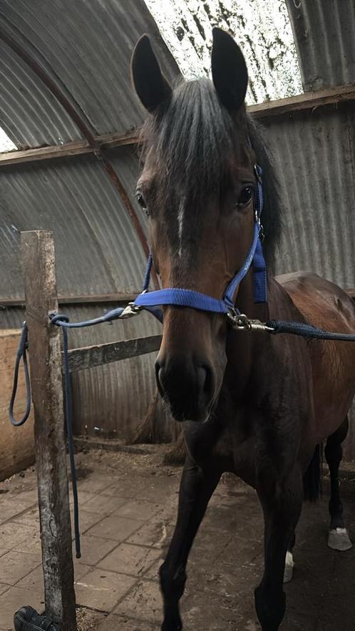 Stalling gezocht, Dieren en Toebehoren, Stalling en Weidegang, Stalling, 1 paard of pony