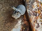 Konijn, Dieren en Toebehoren, Konijnen, Mannelijk, Middelgroot, Hangoor, 0 tot 2 jaar