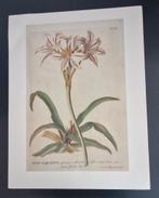 Botanische reproductie uit Florence Italië, Antiek en Kunst, Ophalen of Verzenden