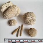 Fossielen zee-egels Novion Porcien Hemicidaris etc Jura, Ophalen of Verzenden, Fossiel