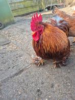 cochin kriel haan, Dieren en Toebehoren, Pluimvee, Mannelijk, Kip