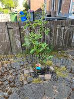 Appelbomen, Tuin en Terras, Planten | Bomen, Ophalen of Verzenden, Volle zon, Overige soorten