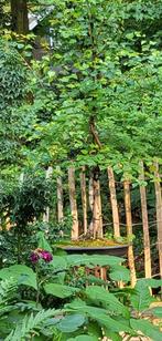 Bonsai Berk, Tuin en Terras, Planten | Bomen, Ophalen, Halfschaduw, Overige soorten, Minder dan 100 cm