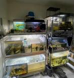 KOOPJES !! Aquaria 10-15€ per stuk !! Ook spullen/stellingen, Vis